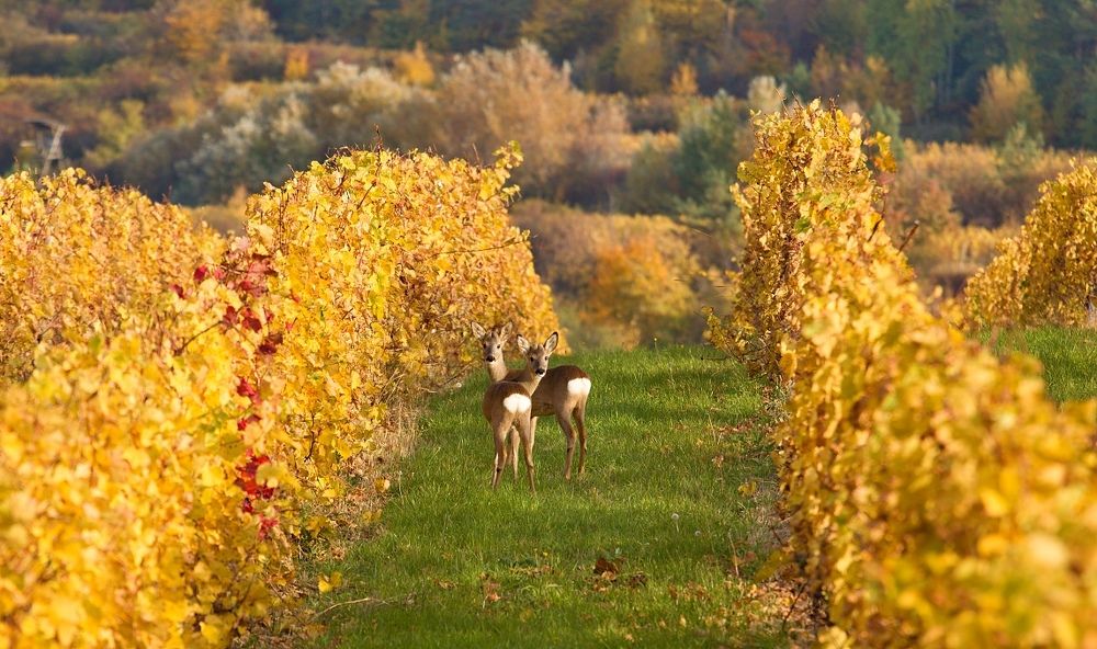 Models from the vineyard