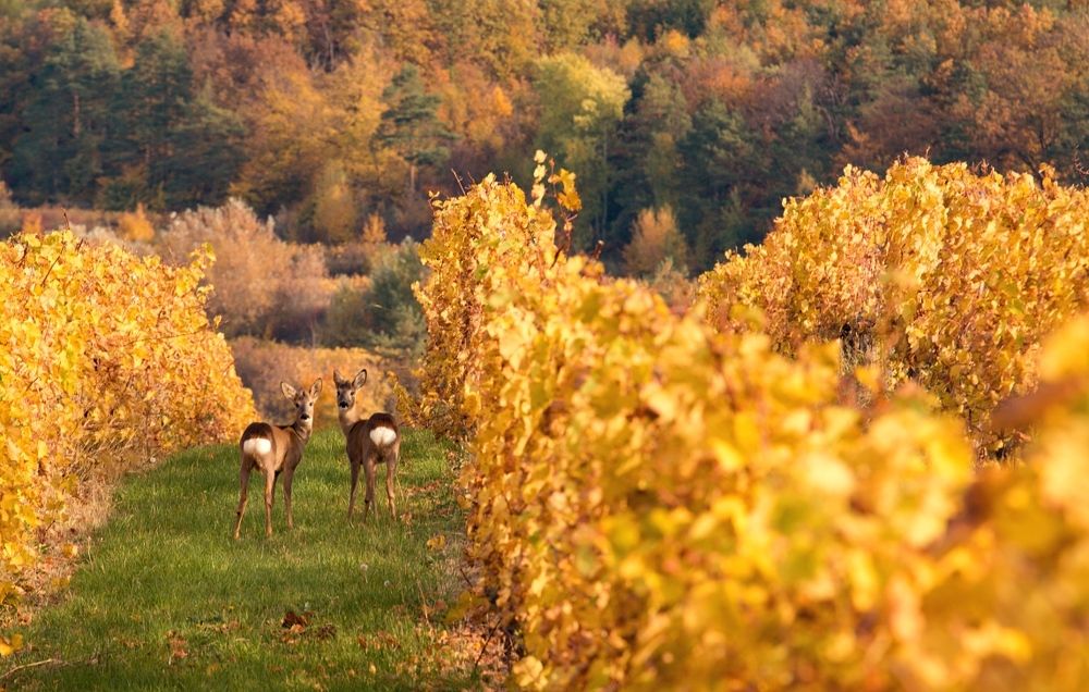 Models from the vineyard