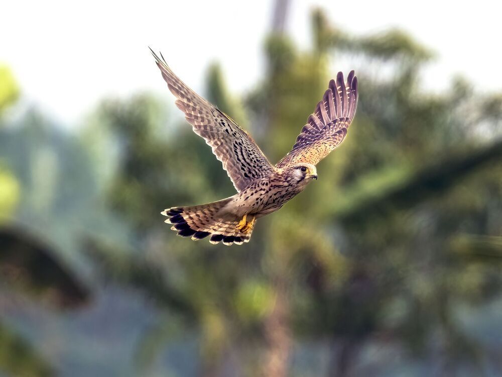 Photo 2263462