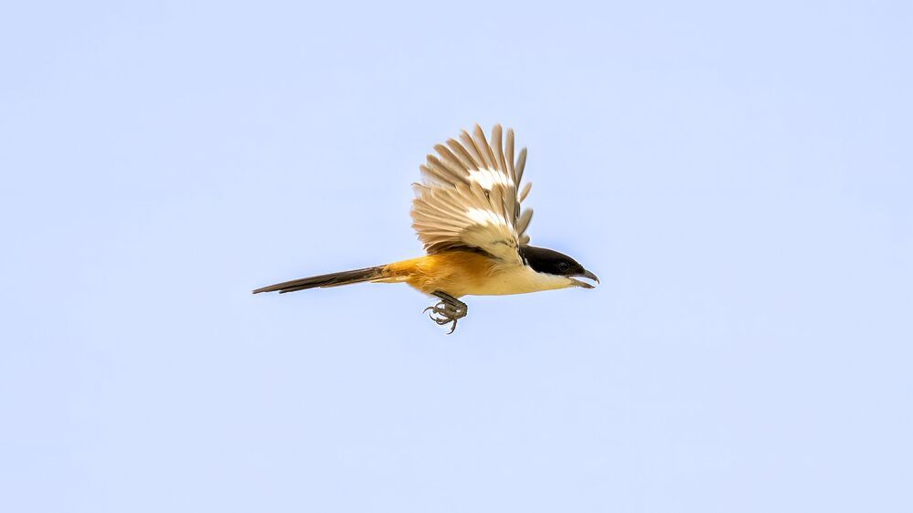 Photo 2263465