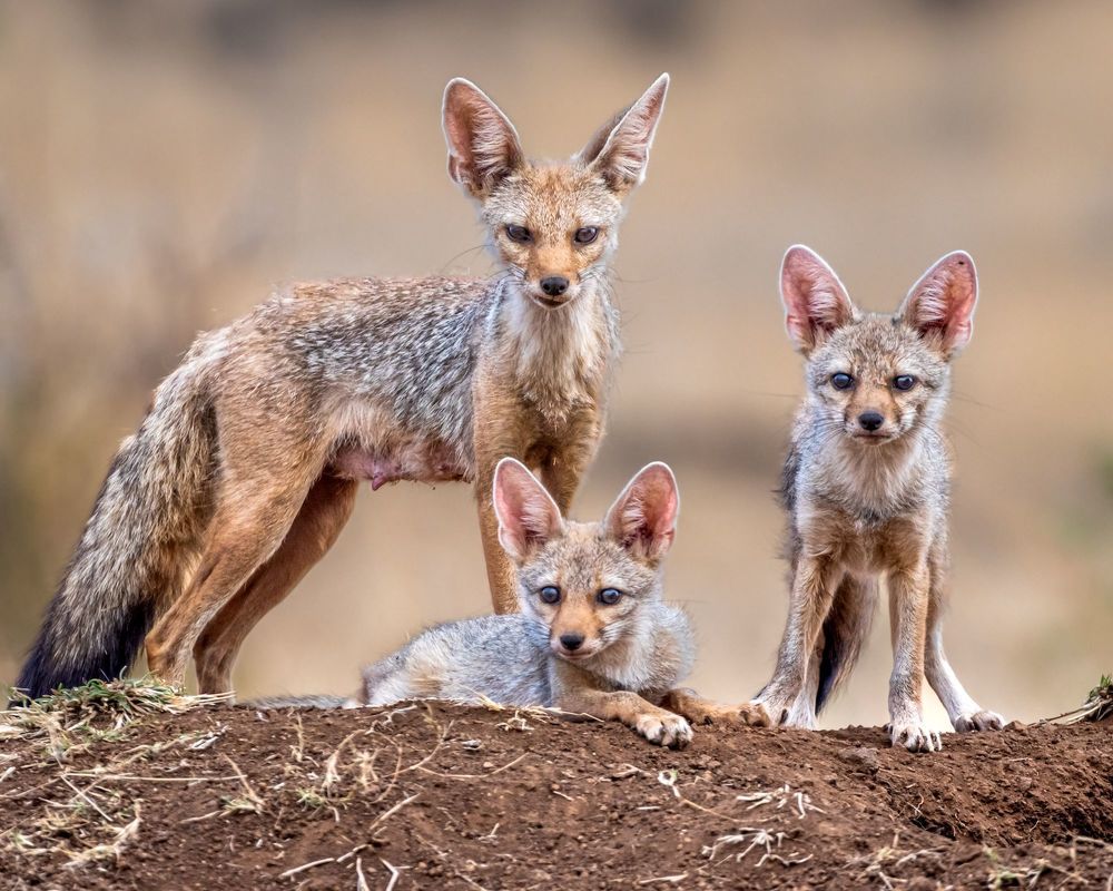 Indian fox family, Indian fox, Greater Flamingo duo, Short eared owl, Spotted owlet, Grey heron with kill, Asian water monitor lizard, Pallid harrier, Grey heron with setting sun, Greater Flamingo duo in mating ritual.