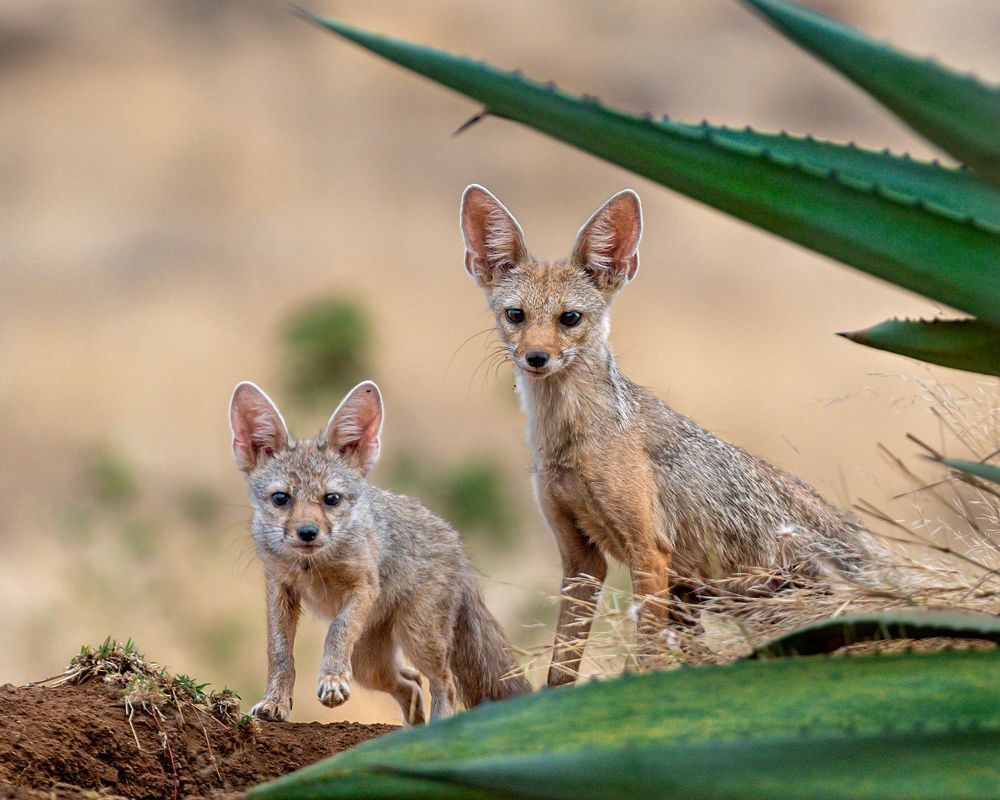 Indian fox family, Indian fox, Greater Flamingo duo, Short eared owl, Spotted owlet, Grey heron with kill, Asian water monitor lizard, Pallid harrier, Grey heron with setting sun, Greater Flamingo duo in mating ritual.