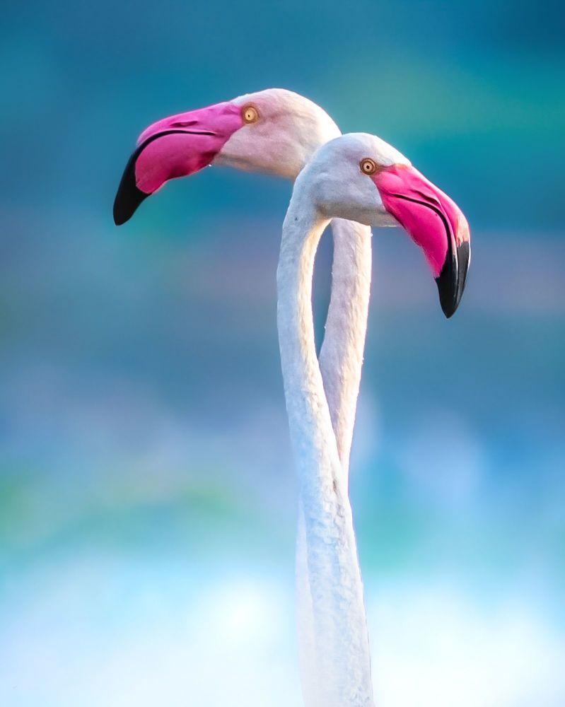 Indian fox family, Indian fox, Greater Flamingo duo, Short eared owl, Spotted owlet, Grey heron with kill, Asian water monitor lizard, Pallid harrier, Grey heron with setting sun, Greater Flamingo duo in mating ritual.