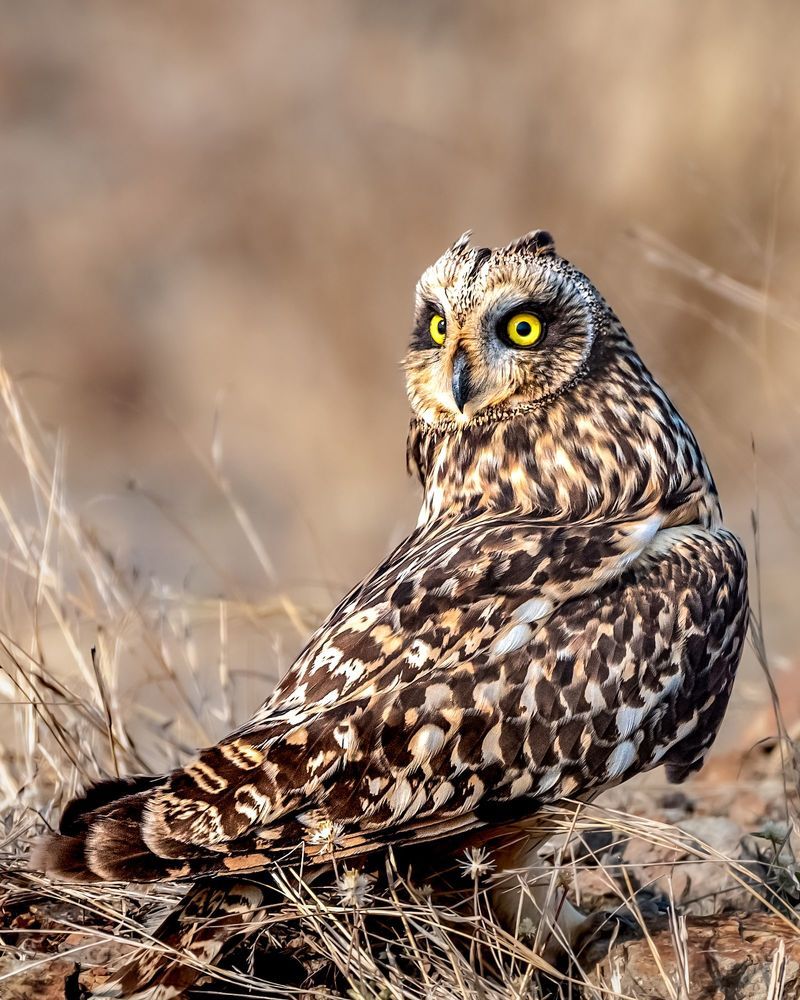 Indian fox family, Indian fox, Greater Flamingo duo, Short eared owl, Spotted owlet, Grey heron with kill, Asian water monitor lizard, Pallid harrier, Grey heron with setting sun, Greater Flamingo duo in mating ritual.