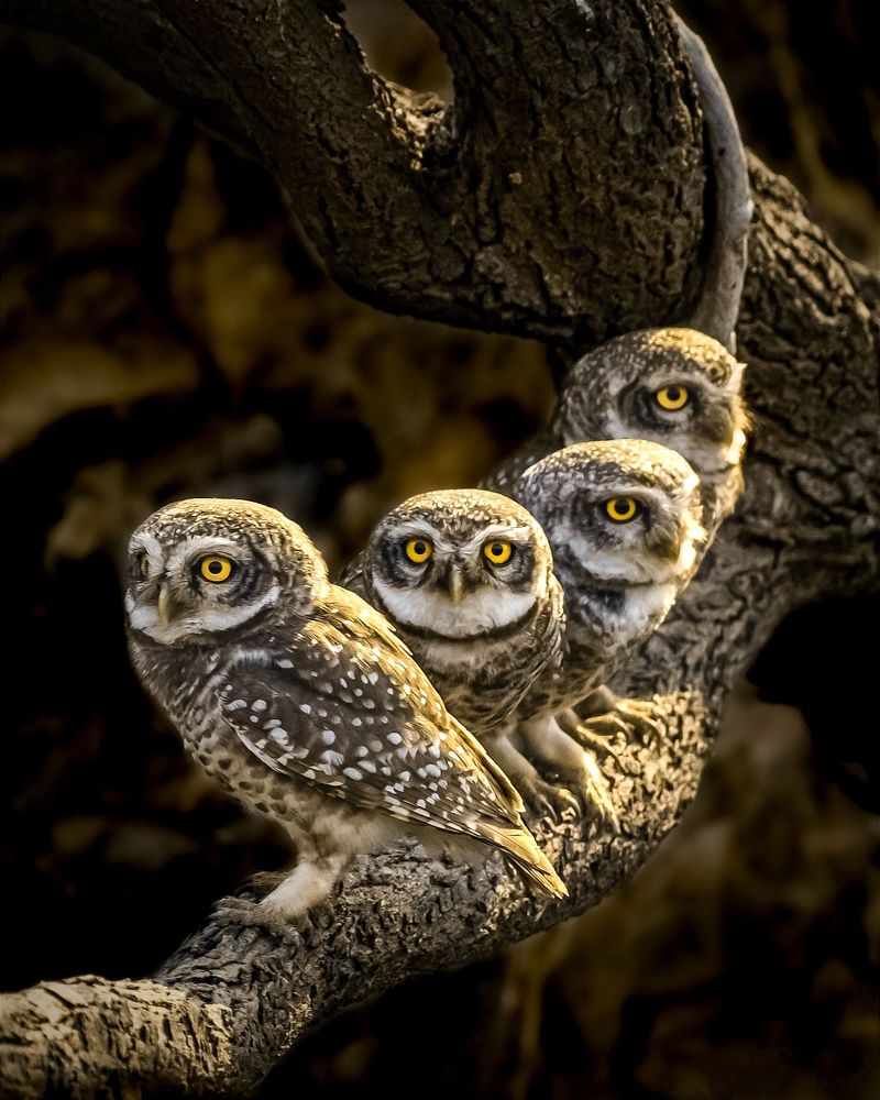 Indian fox family, Indian fox, Greater Flamingo duo, Short eared owl, Spotted owlet, Grey heron with kill, Asian water monitor lizard, Pallid harrier, Grey heron with setting sun, Greater Flamingo duo in mating ritual.