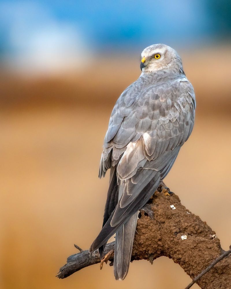 Indian fox family, Indian fox, Greater Flamingo duo, Short eared owl, Spotted owlet, Grey heron with kill, Asian water monitor lizard, Pallid harrier, Grey heron with setting sun, Greater Flamingo duo in mating ritual.