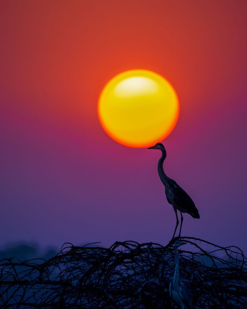Indian fox family, Indian fox, Greater Flamingo duo, Short eared owl, Spotted owlet, Grey heron with kill, Asian water monitor lizard, Pallid harrier, Grey heron with setting sun, Greater Flamingo duo in mating ritual.
