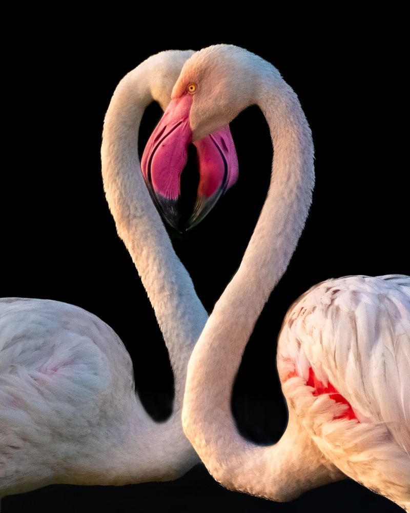 Indian fox family, Indian fox, Greater Flamingo duo, Short eared owl, Spotted owlet, Grey heron with kill, Asian water monitor lizard, Pallid harrier, Grey heron with setting sun, Greater Flamingo duo in mating ritual.