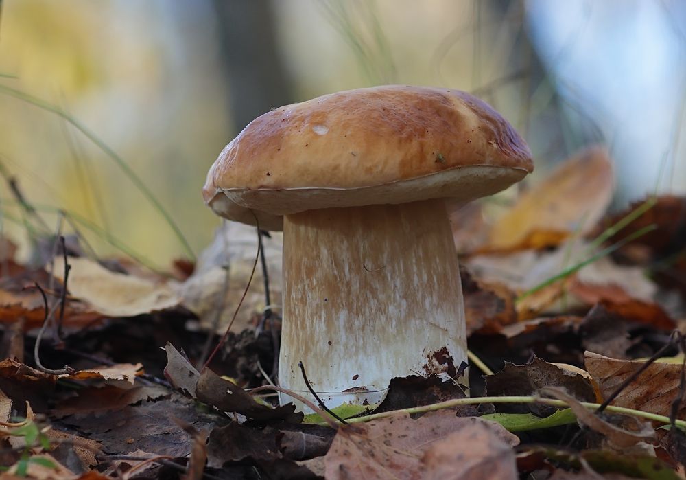Photo 2264245