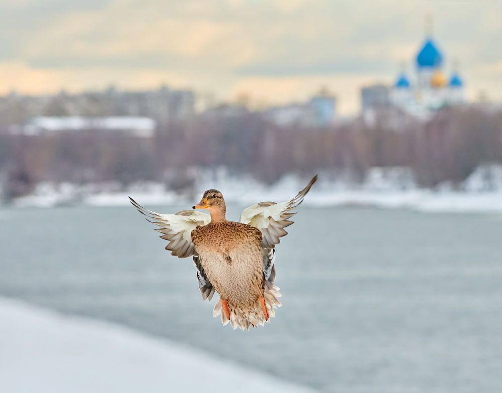 Крылья