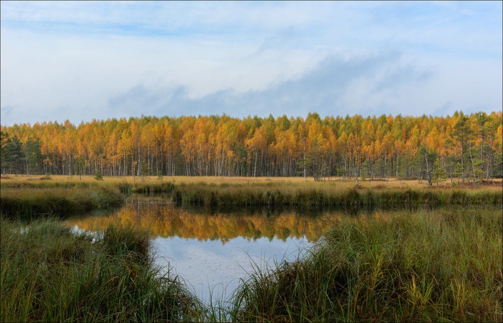 Осень на торфяниках в утреннем полусвете