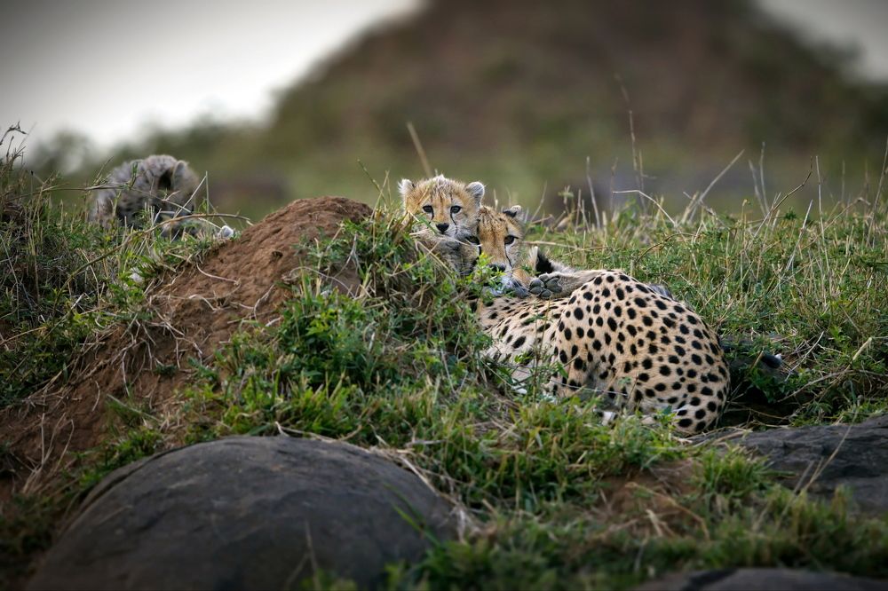 Душа в душу