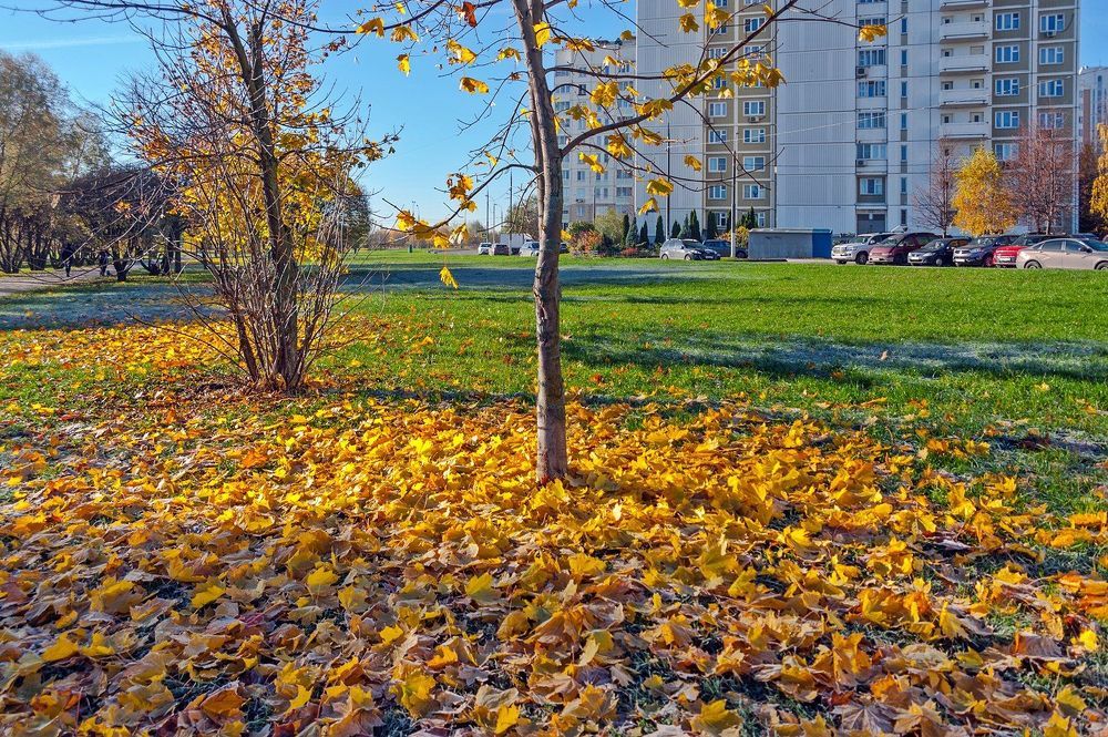 В осеннем парке