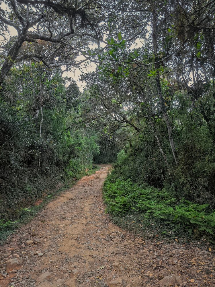 One morning in Horton Plains (mobile photo)