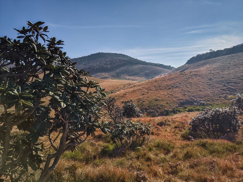 One morning in Horton Plains (mobile photo)