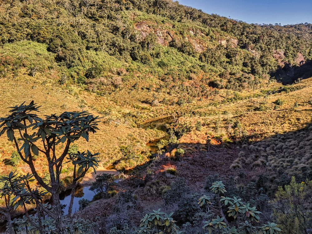 One morning in Horton Plains (mobile photo)