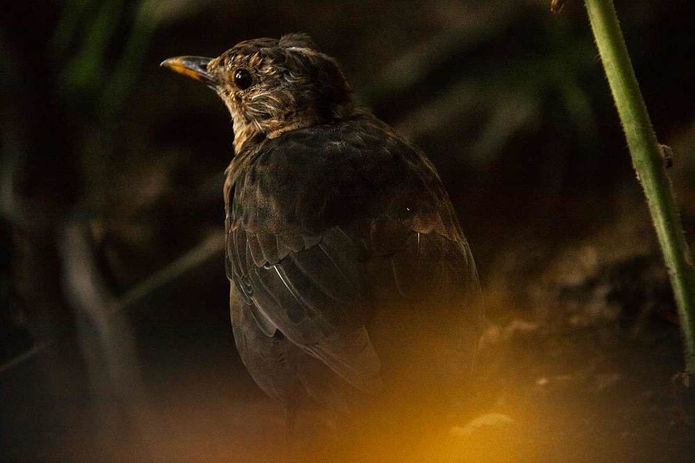 Чёрный дрозд (лат. Turdus merula)
