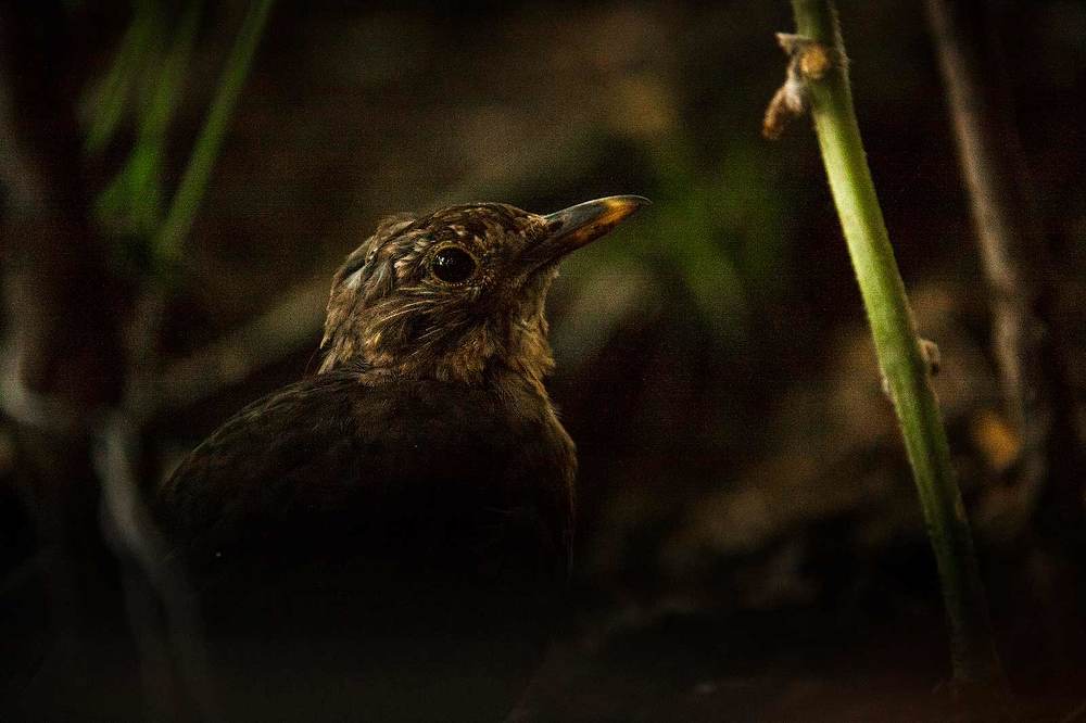 Чёрный дрозд (лат. Turdus merula)
