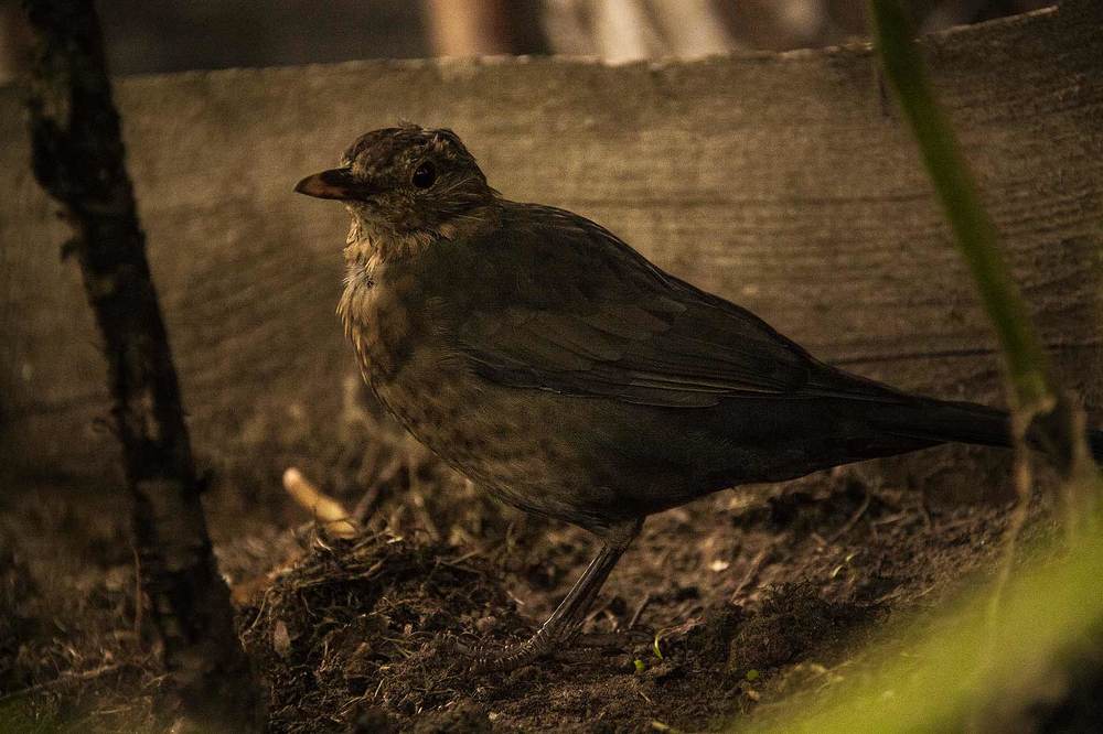 Чёрный дрозд (лат. Turdus merula)