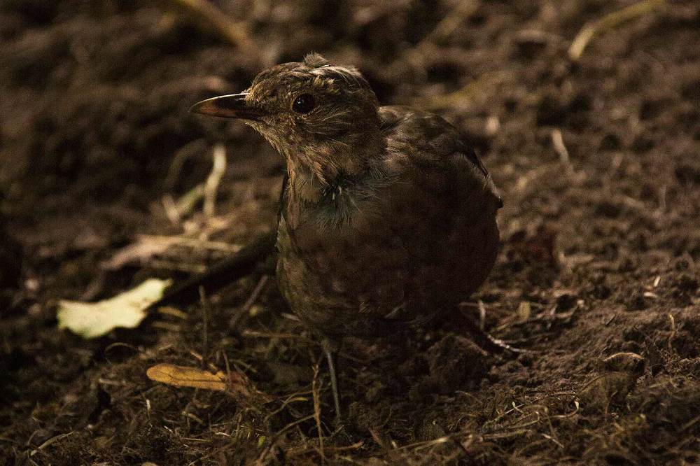 Чёрный дрозд (лат. Turdus merula)