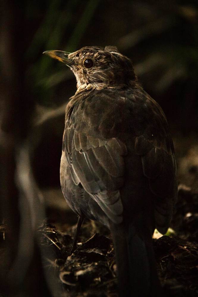 Чёрный дрозд (лат. Turdus merula)