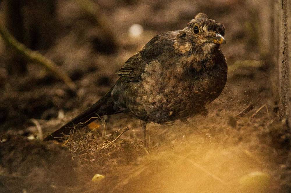 Чёрный дрозд (лат. Turdus merula)