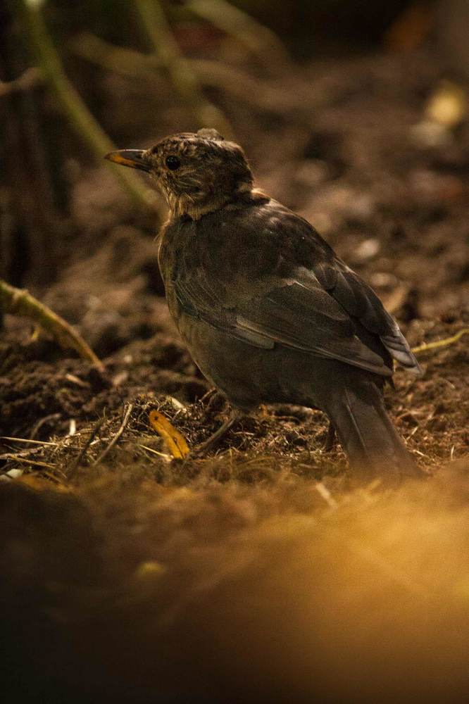 Чёрный дрозд (лат. Turdus merula)