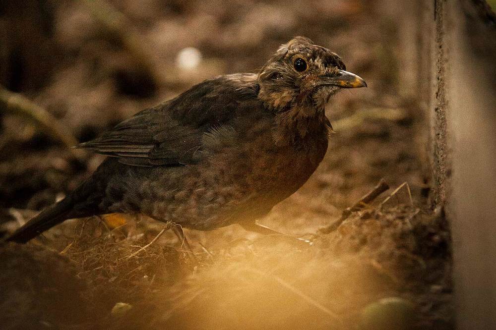 Чёрный дрозд (лат. Turdus merula)