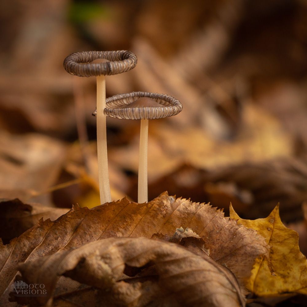 Tiny Family