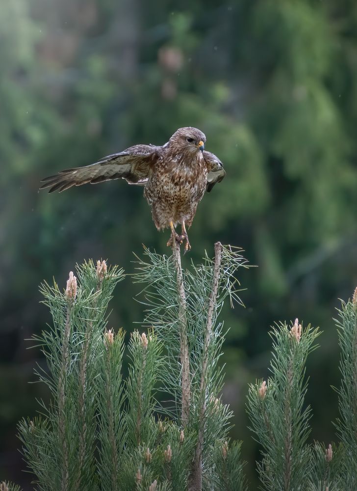 Обыкновенный канюк Buteo buteo
