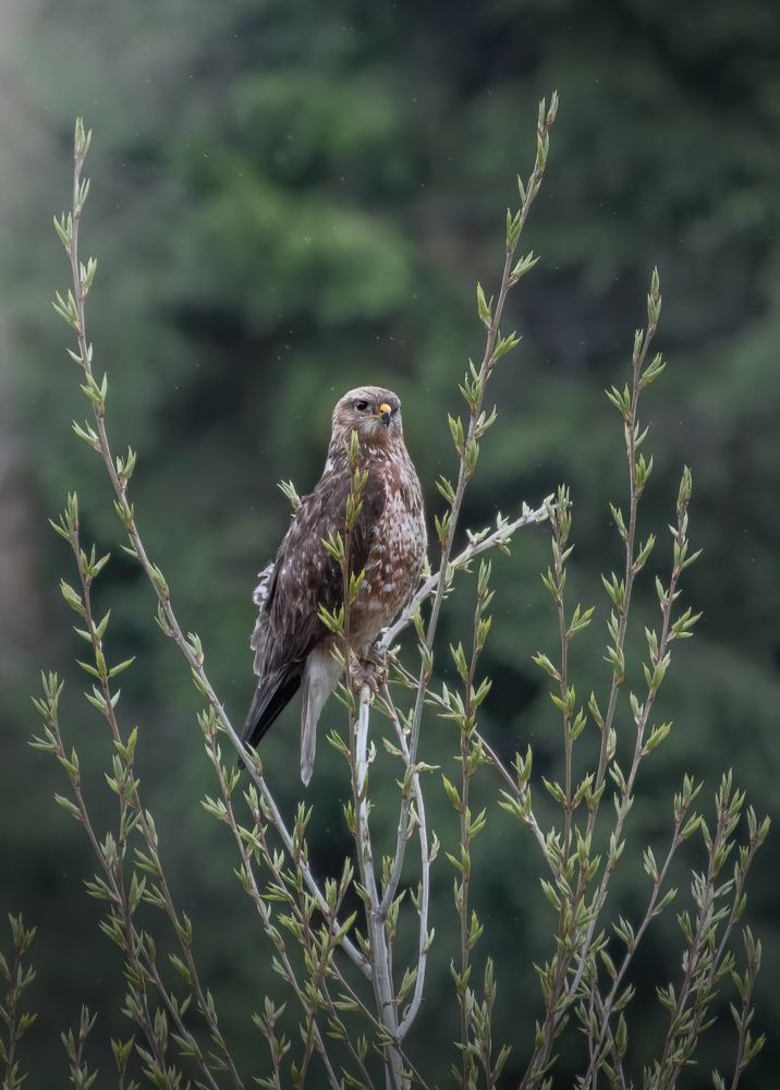 Обыкновенный канюк Buteo buteo