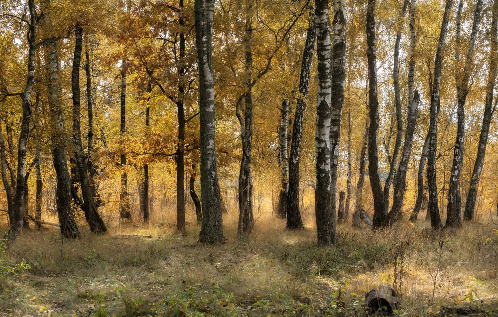 Осени лес