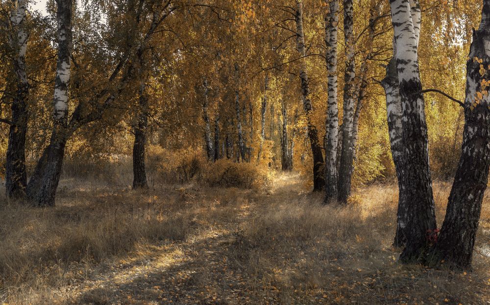 Осени лес