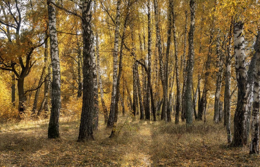 Осени лес