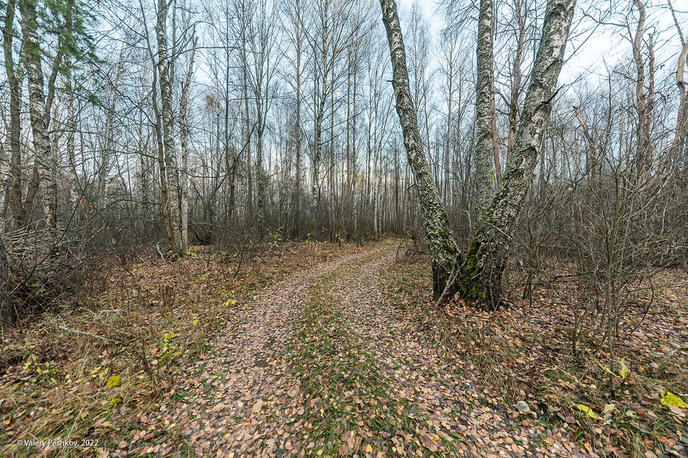 07 Прозрачный лес