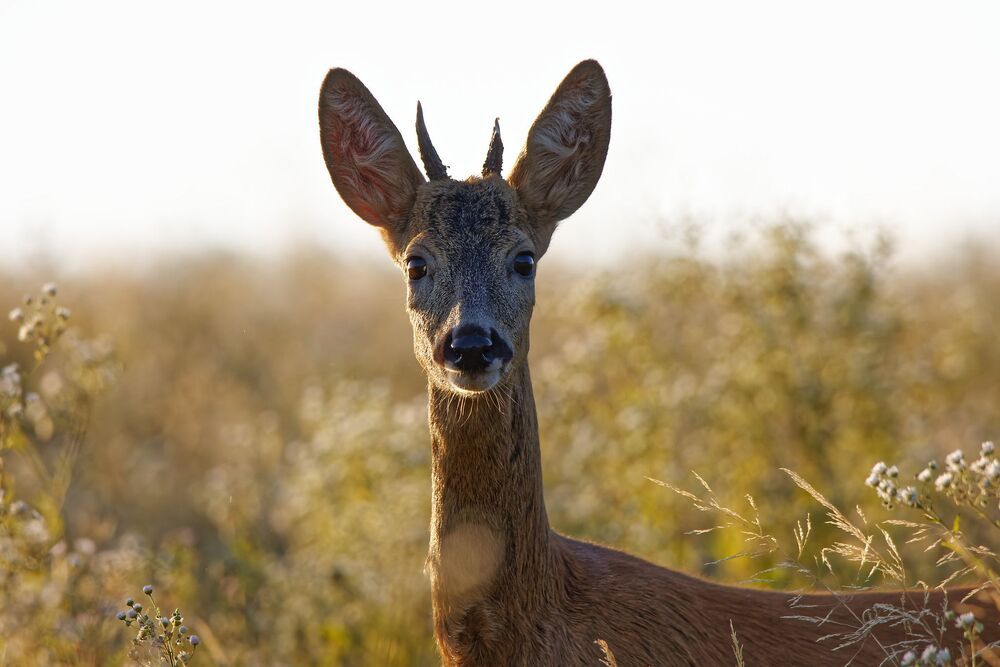 Photo 2272589