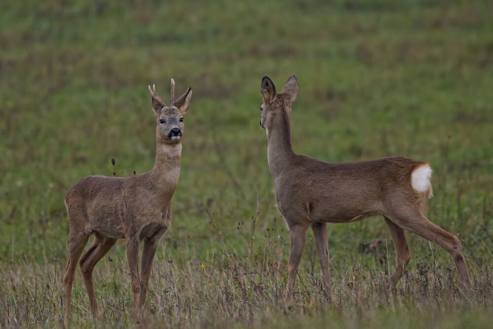 Photo 2272590