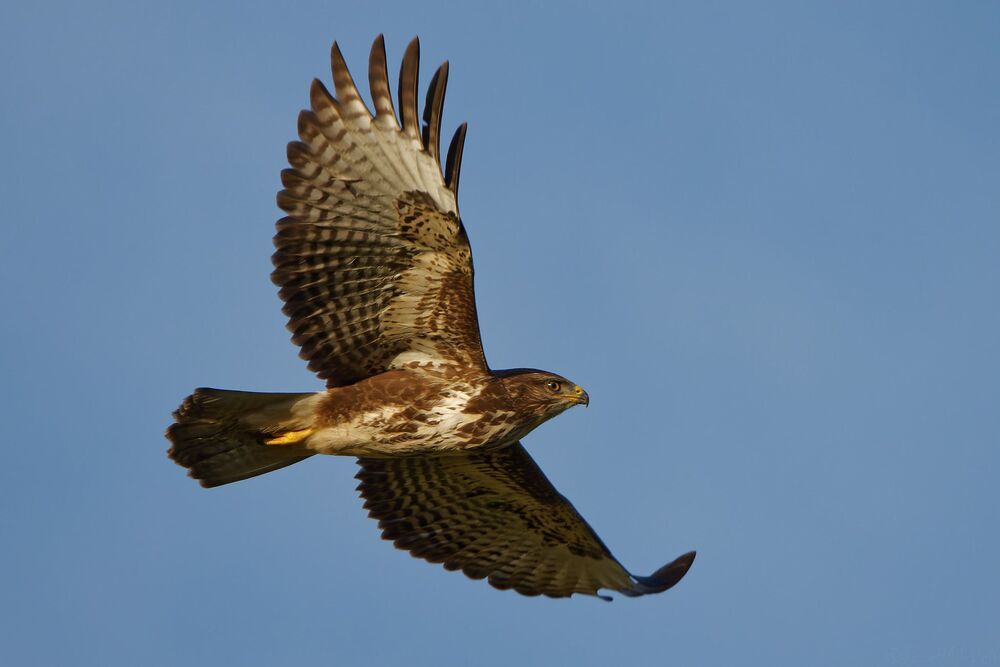 Photo 2272592