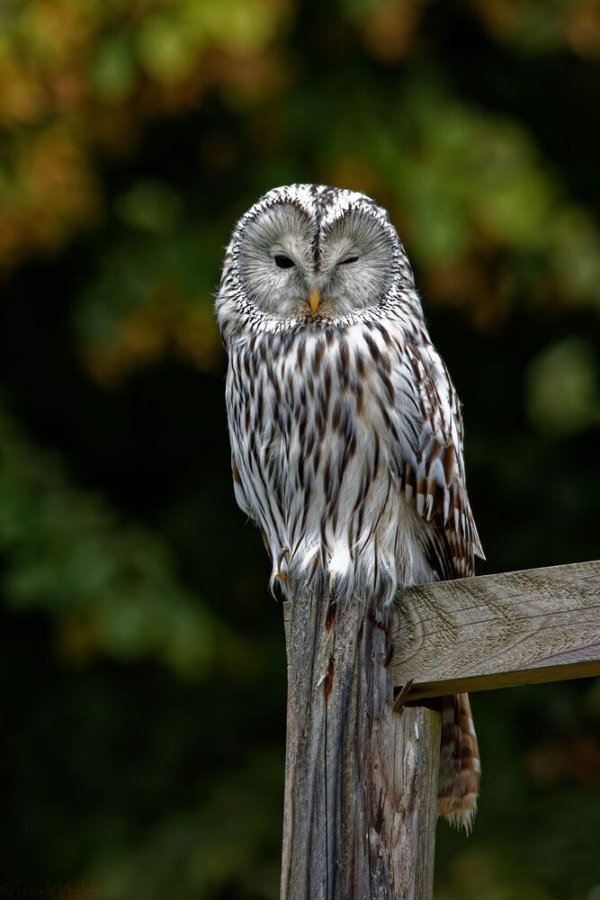 Photo 2272594