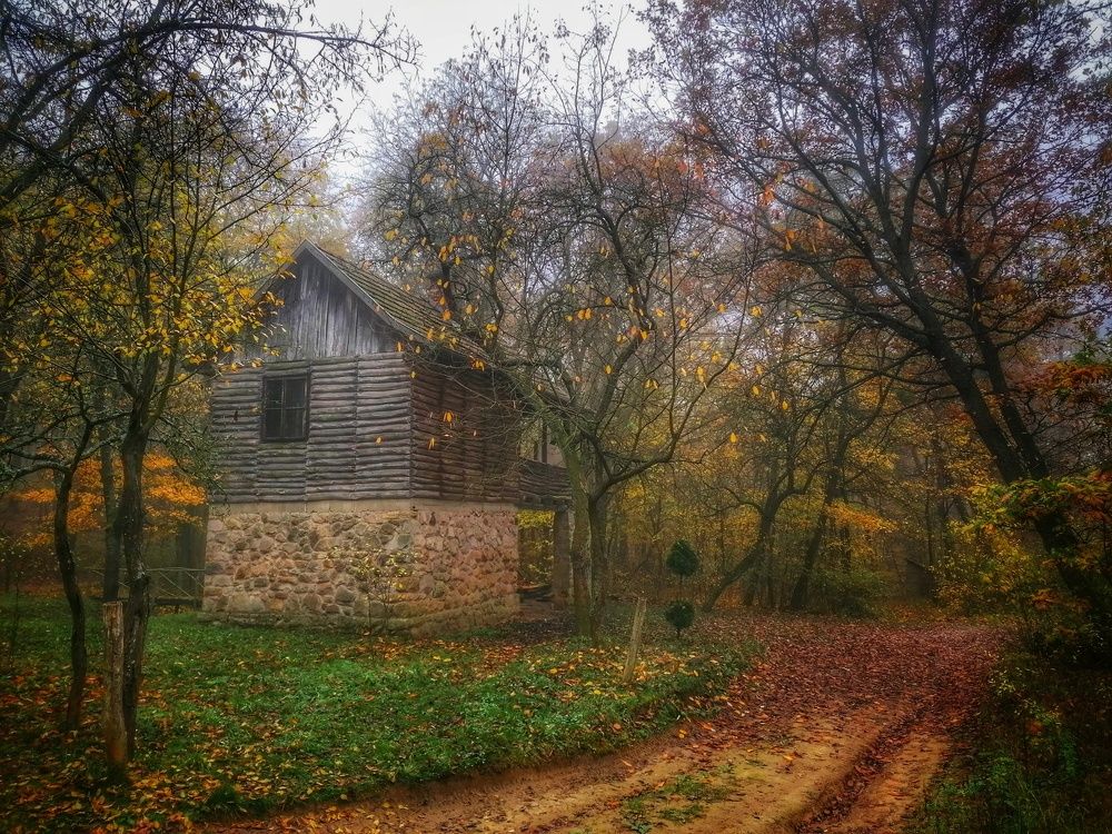 Misty forest