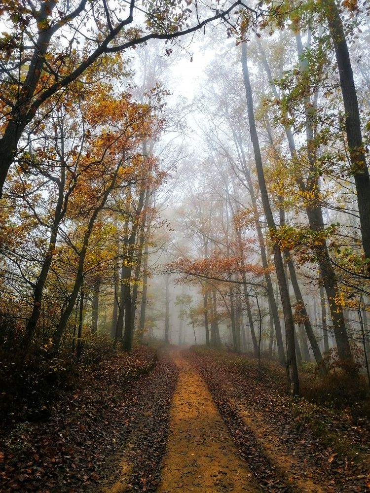 Misty forest