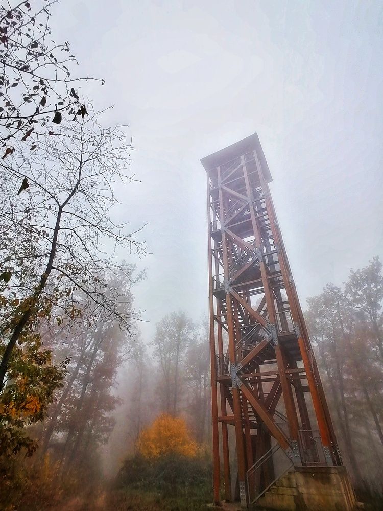 Misty forest