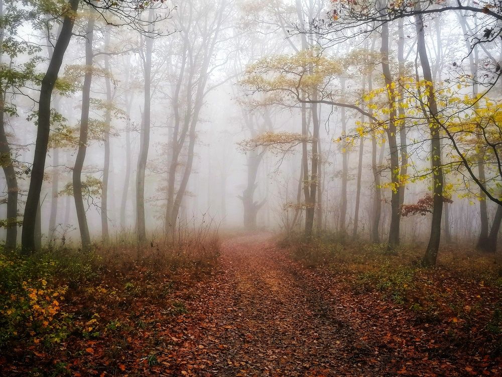 Misty forest