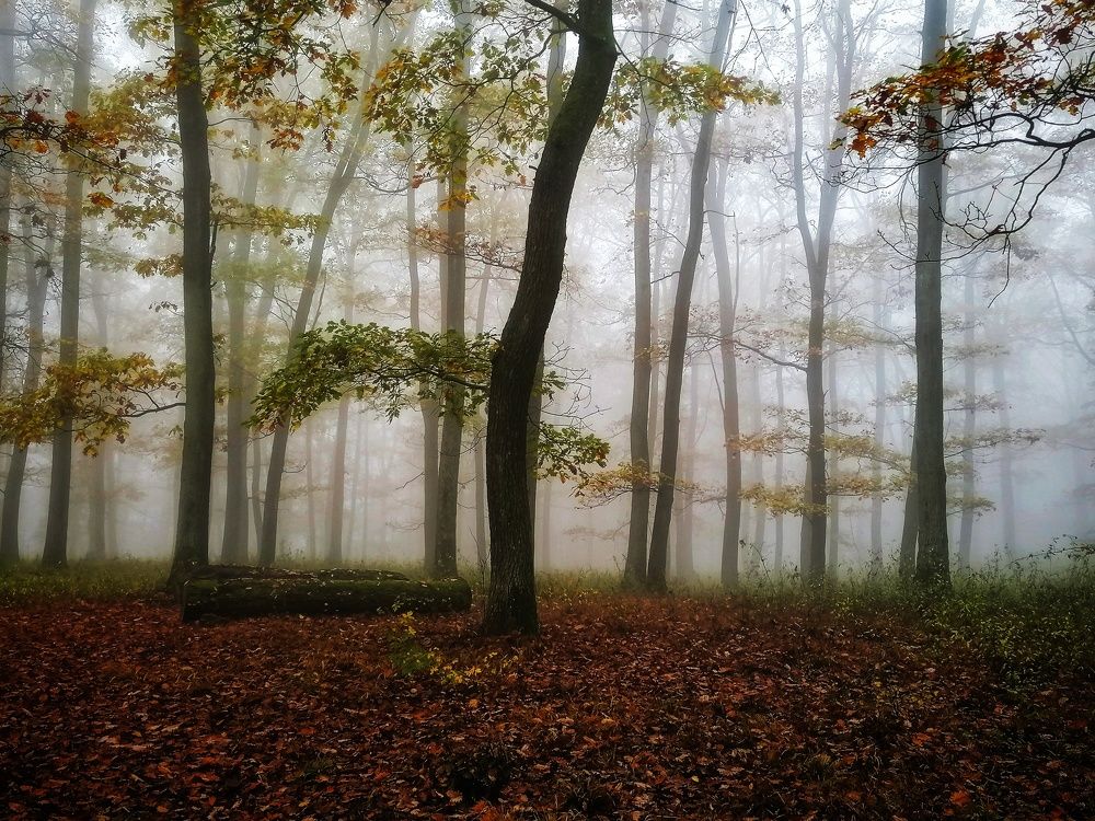 Misty forest