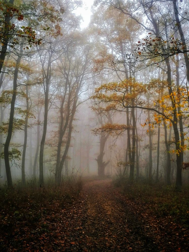 Misty forest