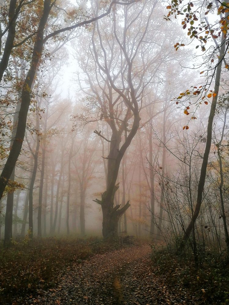 Misty forest