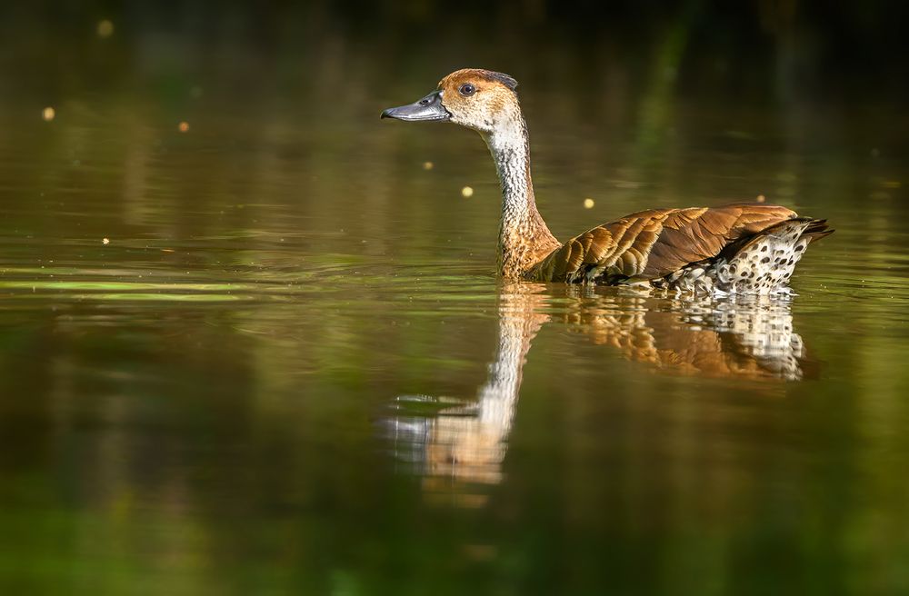West Indian Whistling-Duck (Dendrocygna arborea)