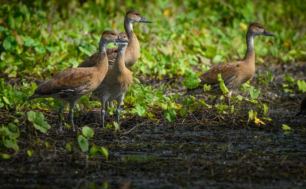 West Indian Whistling-Duck (Dendrocygna arborea)