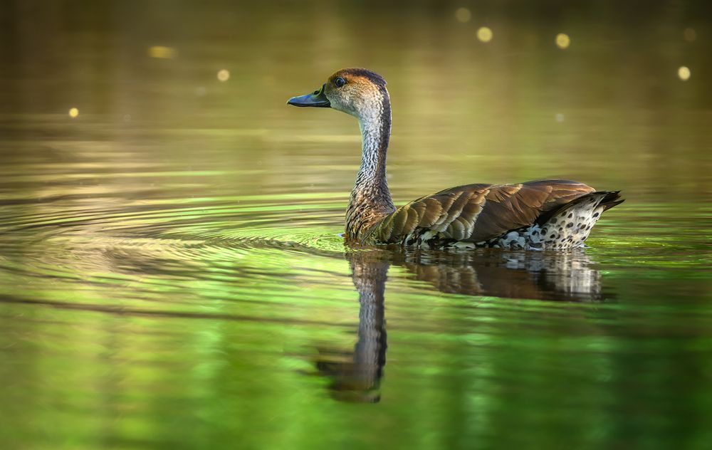 West Indian Whistling-Duck (Dendrocygna arborea)