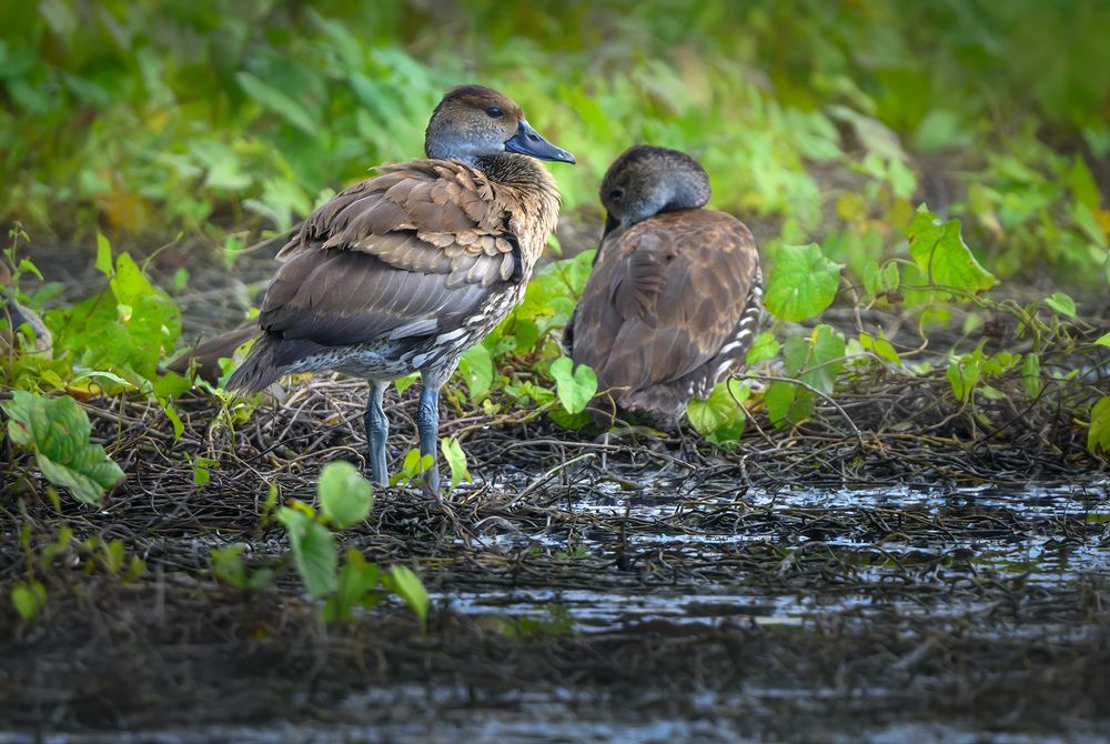 West Indian Whistling-Duck (Dendrocygna arborea)